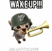 Wake Up Cat GIF
