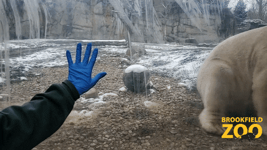 High Five Best Friends GIF by Brookfield Zoo