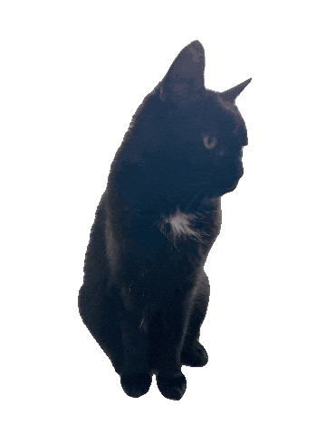 Black Cat Sticker