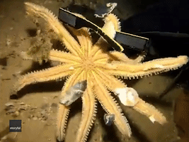 Diver Frees Starfish Clinging to Sunglasses