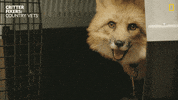 Fox Vets GIF by Nat Geo Wild