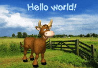 Cows Expressions GIF