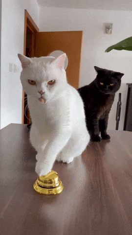 White Cat GIF