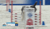 Espn Running GIF by American Kennel Club
