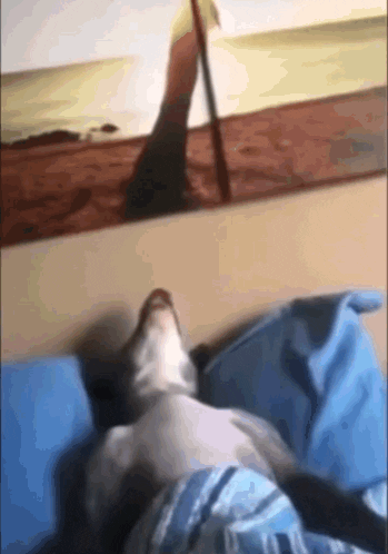 Adamant__ giphyupload GIF