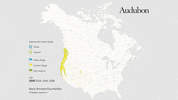 black-throated gray warbler GIF by audubon