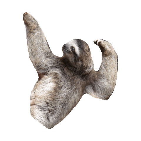 sloth STICKER by imoji
