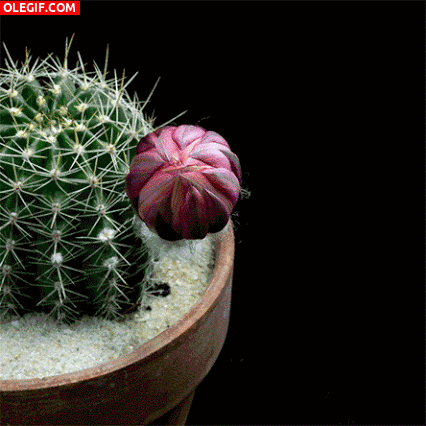 cactus flor GIF