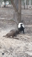 Lamb Chases Pooch Around Queensland Farm