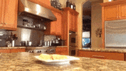 food thief GIF by America's Funniest Home Videos