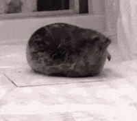 Bounce Seal GIF