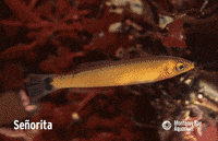 growing GIF by Monterey Bay Aquarium