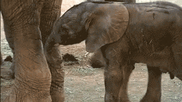 elephant enjoyment GIF