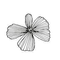 Flower Drawing Sticker by Jinny Ngui Design