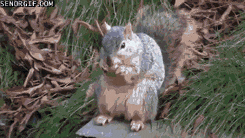 Nuts Squirrels GIF