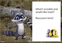 Raccoon GIF
