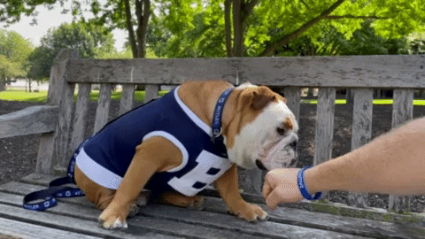 Happy Butler Bulldogs GIF by Butler University