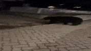 Black Bear GIF