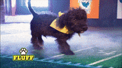 GIF by Animal Planet