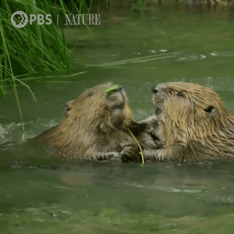 Pbs Nature Otter GIF by Nature on PBS