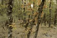 forest net art GIF by Leandro Estrella