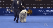 national dog show 2018 GIF by NBC