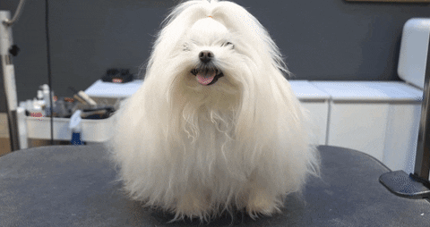 dkfjdfjsdf giphyupload GIF