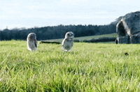 Owl Hoot GIF
