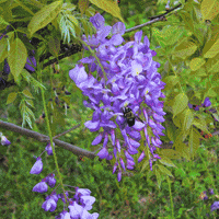 codyengland love glitch nature flower GIF