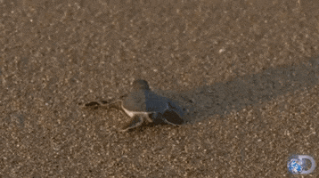 baby sea GIF