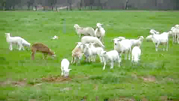 Lambs Jumping GIF