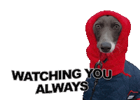 Watching Italian Greyhound Sticker by normanandpiper