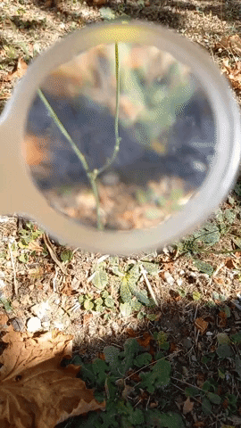 Simongip  GIF