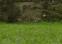 goose gosling GIF by Head Like an Orange