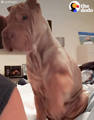 tapping shar pei GIF by The Dodo