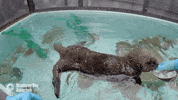 sea otter GIF by Monterey Bay Aquarium