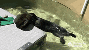 sea otter GIF by Monterey Bay Aquarium