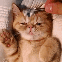 Aww GIF