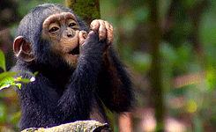 monkey GIF