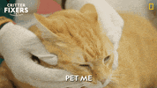 National Geographic Vet GIF by Nat Geo Wild