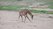 sandiegozoo happy wow yay jump GIF