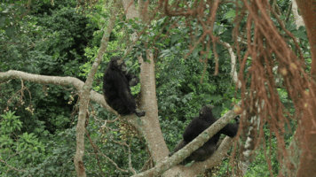 GIF by Harvard University