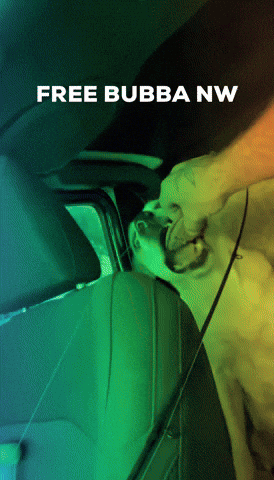 Bubba GIF