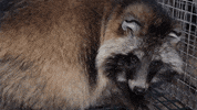 oikeuttaelaimille finland fur suomi oe GIF