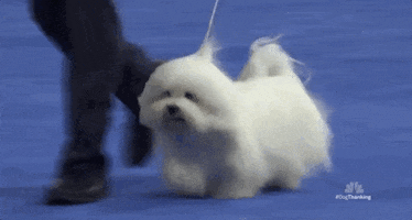 National Dog Show 2018 GIF by NBC