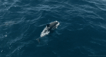 Common Dolphin GIF