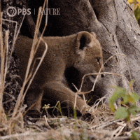Pbs Nature Lion GIF by Nature on PBS