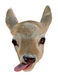 Evans Sanctuary Sticker by akumalmonkeysanctuary
