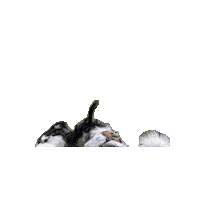 totemsmx koi Pinto totems Sticker