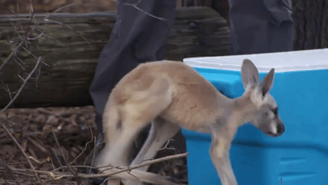 ce414 GIF by truTV’s The Carbonaro Effect